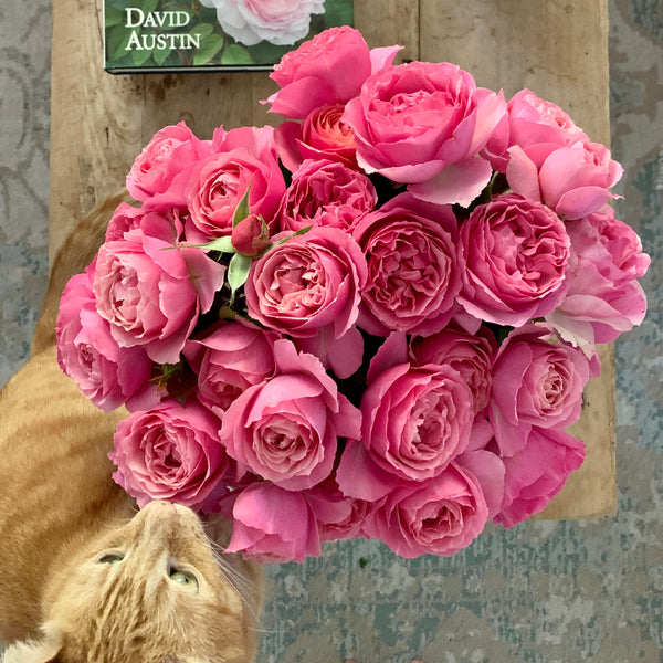 French Lace™ – Grace Rose Farm (Rose Bushes)