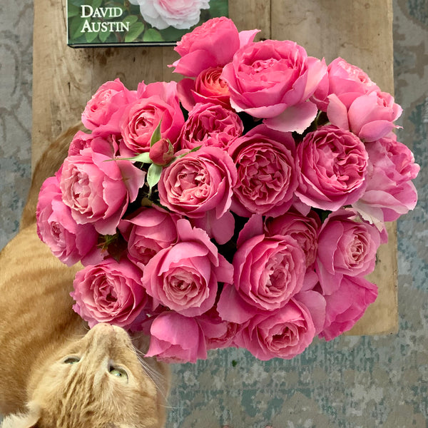 Farmhouse Roses GRF Collection – Grace Rose Farm (Rose Bushes)