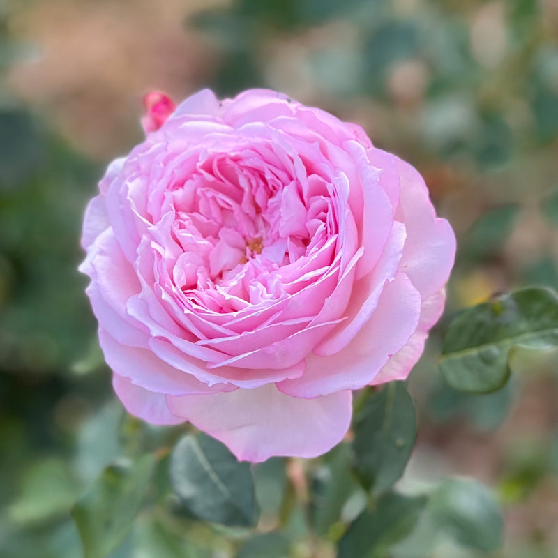 The Alnwick Rose® (Ausgrab)