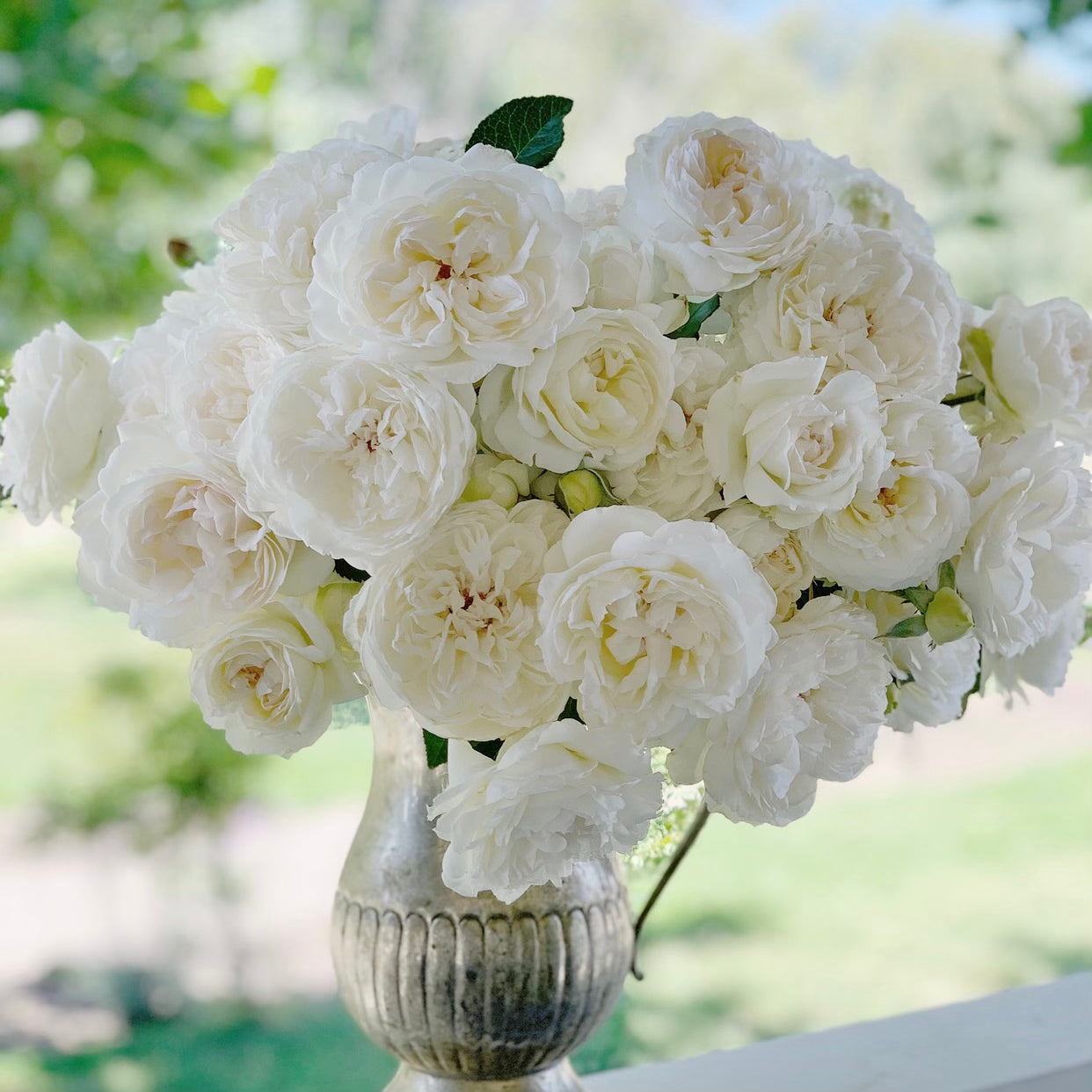 Rustic White Roses Gracie's Top 15 Classic Garden Roses – Tagged