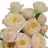 Darlington™ blush cream rose bush
