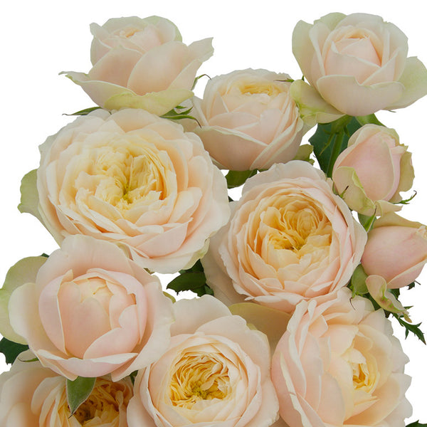 French Lace™ – Grace Rose Farm (Rose Bushes)