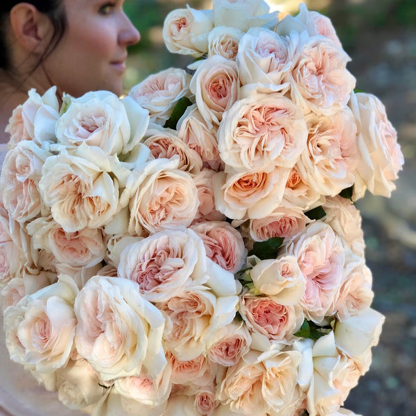La Perla Peach Rose | Wholesale Roses | FiftyFlowers