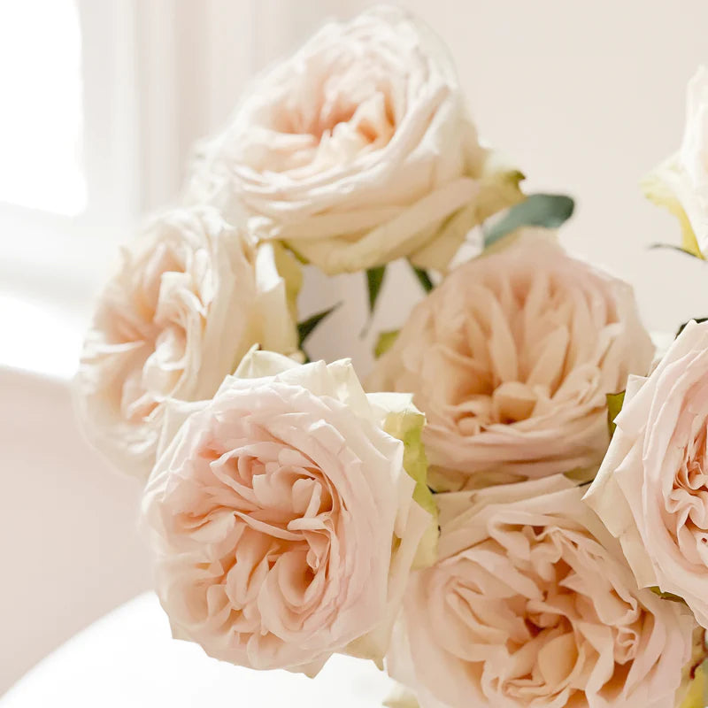 Beautiful White O'hara Rose Plant