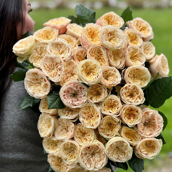 Darlington™ cream rose bushes