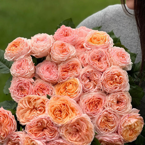 Apricot Lace® - Interplant Roses