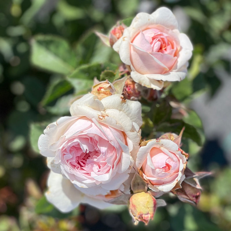 Blush White J'Adore Spray Rose
