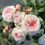 Blush White J'Adore Rose Bush