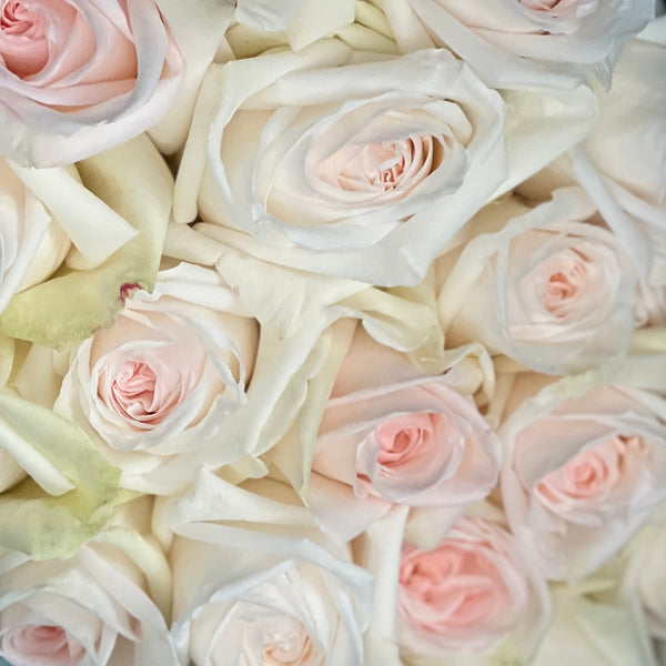 White O'hara Roses