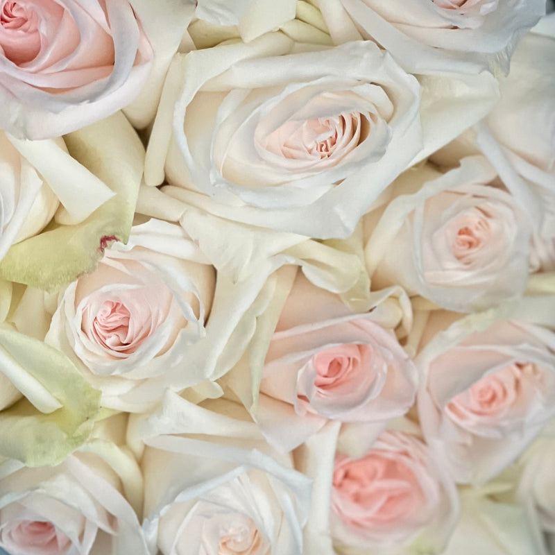 White O'hara Roses