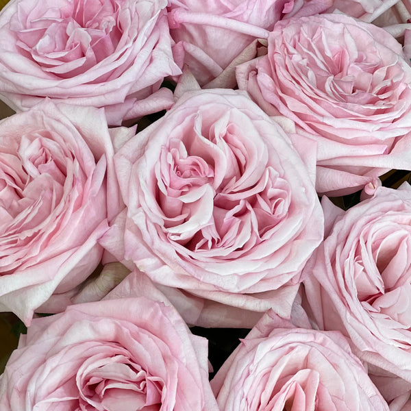 Pink Container On Roses Roses for Containers/Pots – Grace Rose Farm (Rose Bushes)