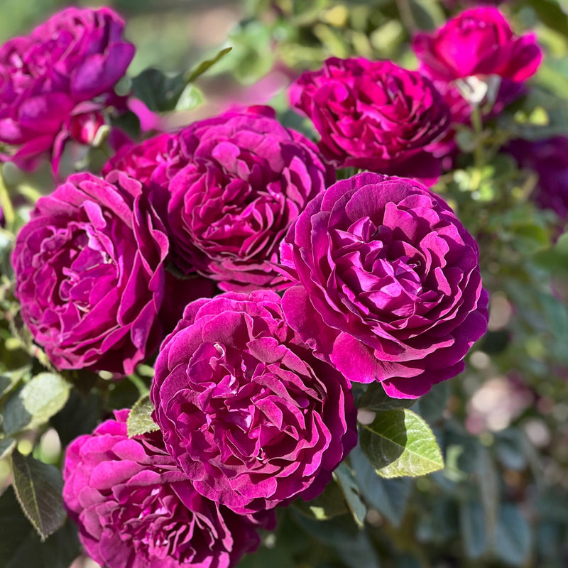 Purple Roses Walmart Dark Purple Rose Bush