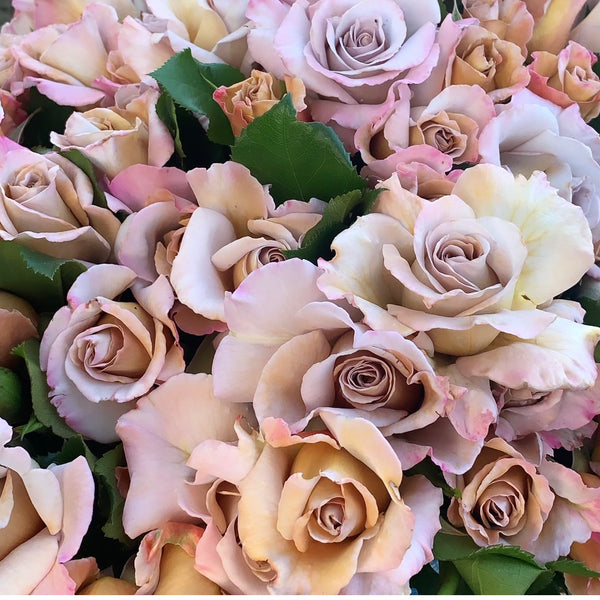 GRF Collection – Grace Rose Farm (Rose Bushes)