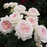 J'adore Rose Bush in Bloom