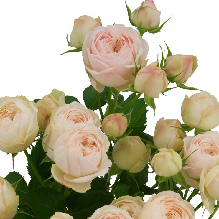 Mansfield Park Roses