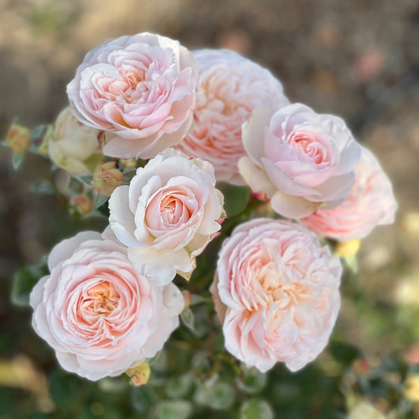 Moonlight Country Roses GRF Collection – Grace Rose Farm (Rose Bushes)