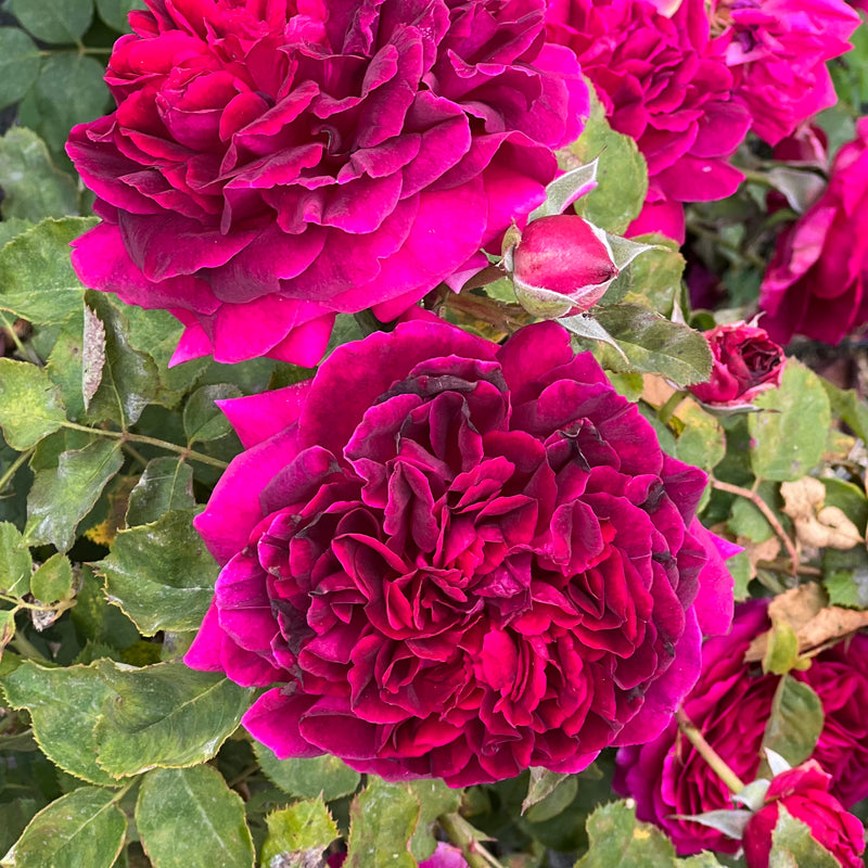Munstead Wood® – Grace Rose Farm (Rose Bushes)