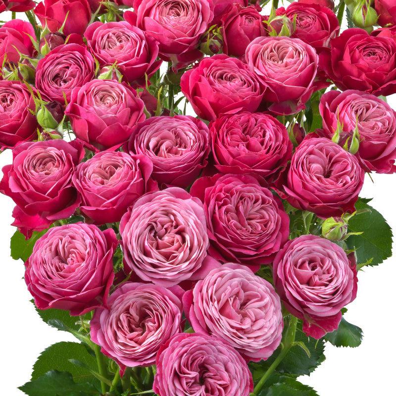 Hot Pink Lace® - Interplant Roses