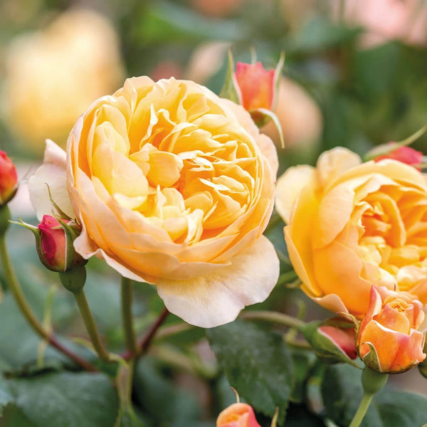 Yellow Rose Bushes – Grace Rose Farm (Rose Bushes)