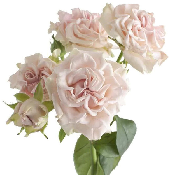 Grace Rose Farm (Rose Bushes)