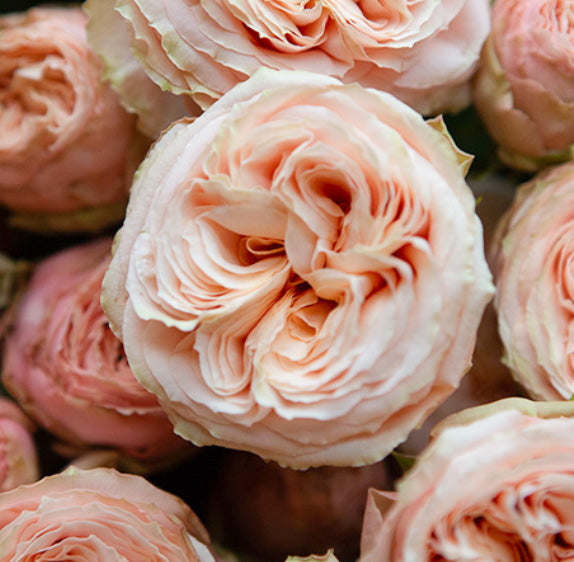 Gentle Trendsetter® Rose Bush Grace Rose Farm Grace Rose Farm (Rose