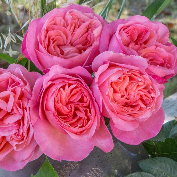 Grace Rose Farm (Rose Bushes)