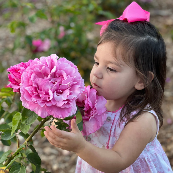 Yves Piaget Grace Rose Farm Rose Bushes