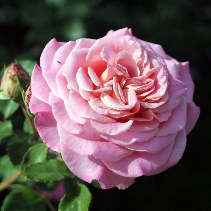 Ashley® Rose Bush | Grace Rose Farm – Grace Rose Farm (Rose Bushes)