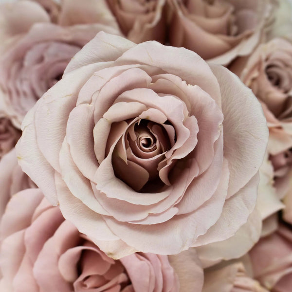 Qicksand Roses Grace Rose Farm (Rose Bushes)