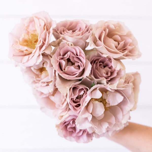 Grace Rose Farm (Rose Bushes)