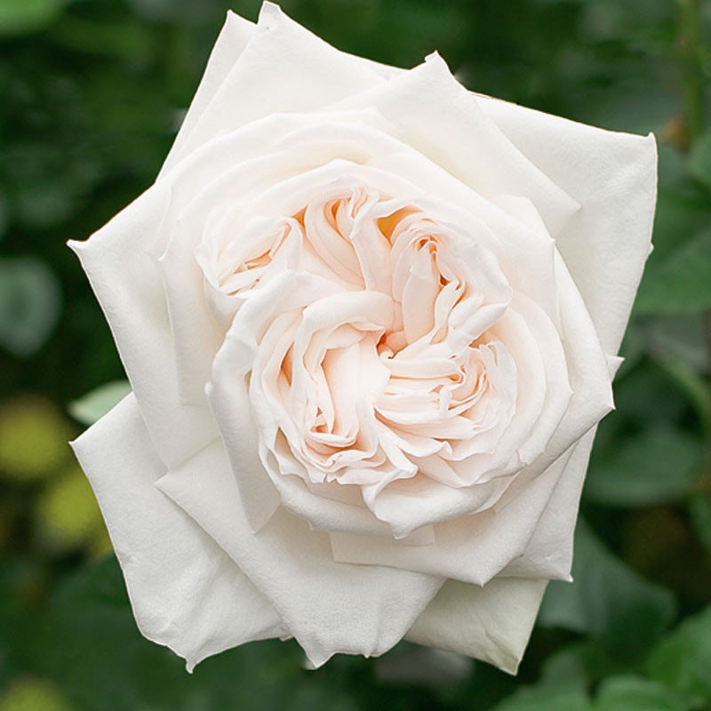 White Ohara Garden Rose